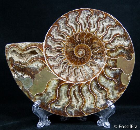Inch Split Ammonite (Half) #2654